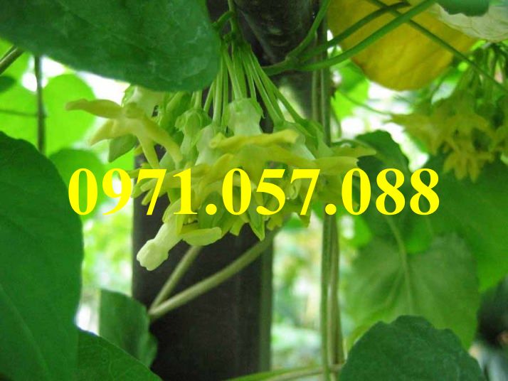 Cây giống hoa thiên lý